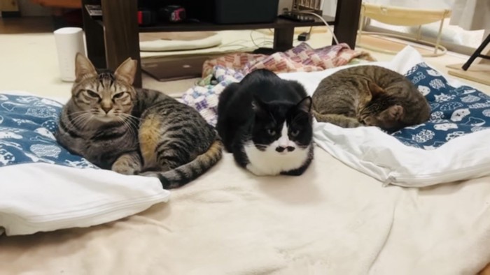リビングで寛ぐ2匹のキジトラ猫と1匹のハチワレ猫