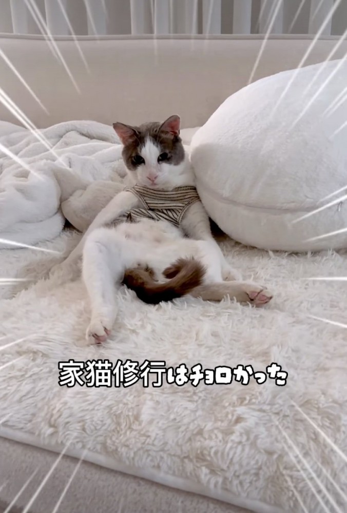 仰向けになる猫