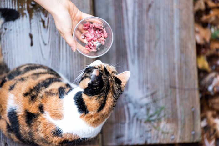 三毛猫と餌を与える手