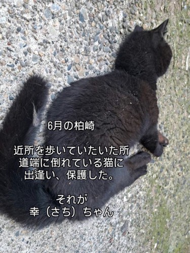 倒れている猫