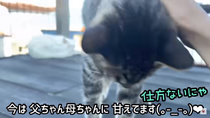 撫でられる猫