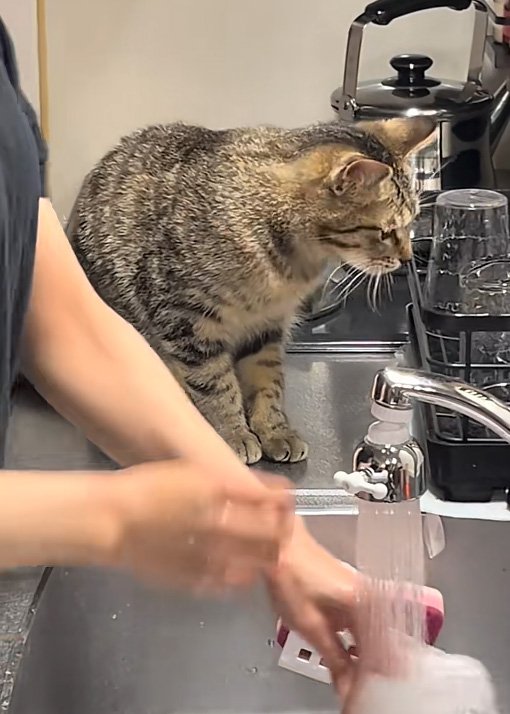 グラスを見る猫