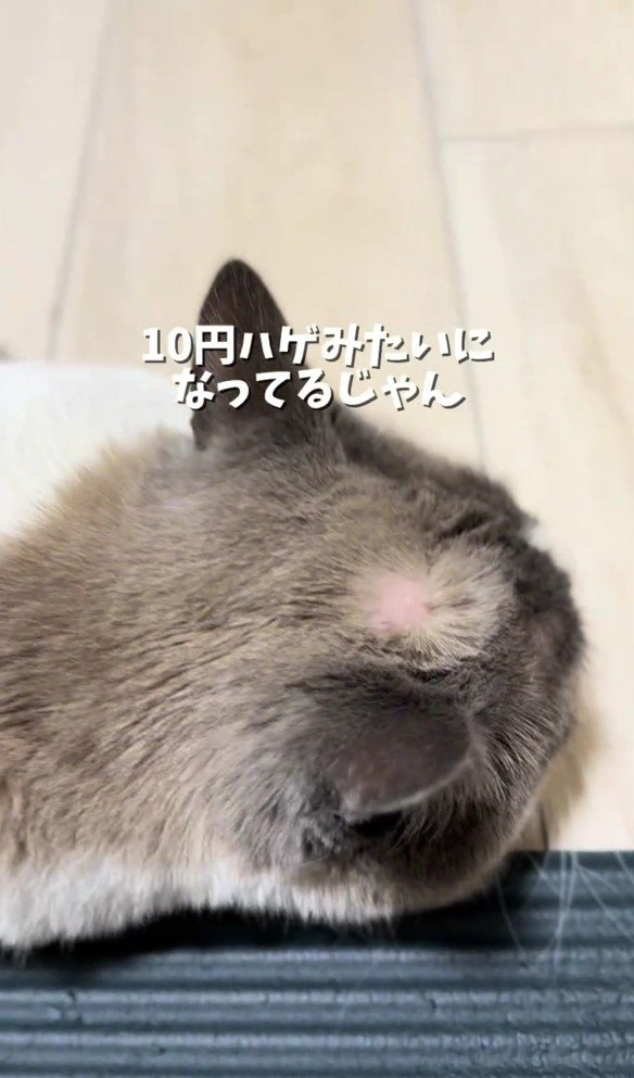 頭にハゲがある猫