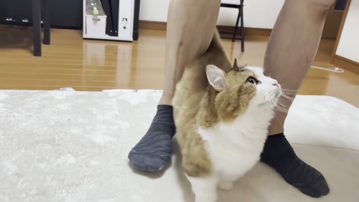 パパさんの両足の隙間を歩く猫ちゃん