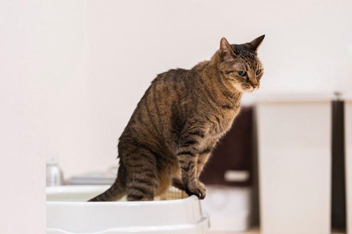 トイレ中の猫