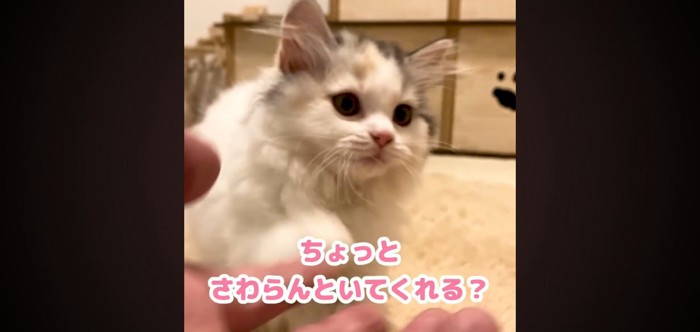 さわらんといてくれる？