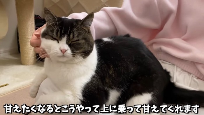 目を閉じる猫