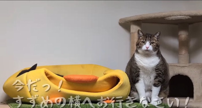 ハウスの横の猫