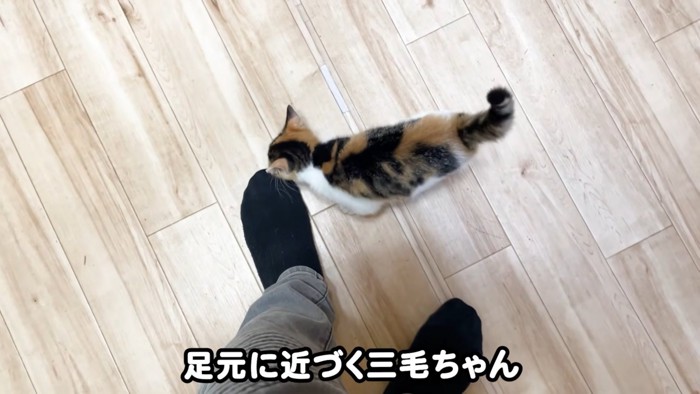 テロップ「足元に近づく～」