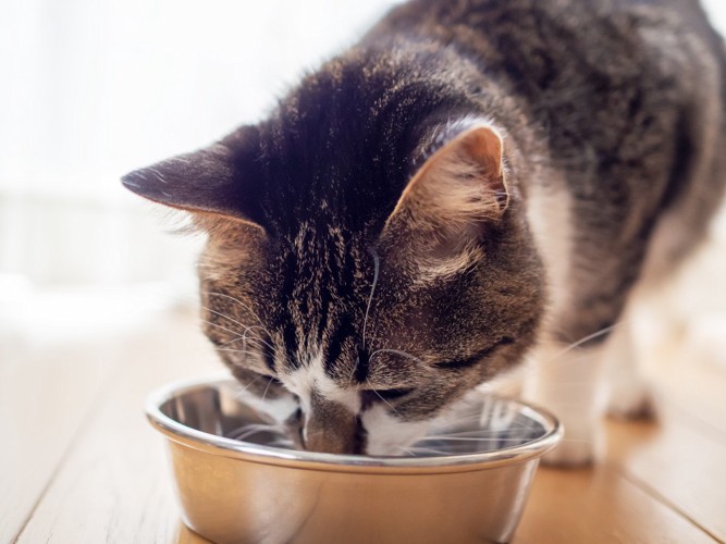 食事をする猫