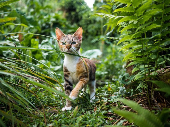 草むらの中を歩いている猫