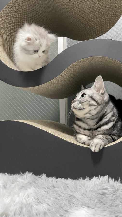 見つめ合う2匹の猫