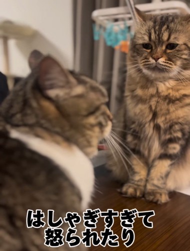 困った顔の猫