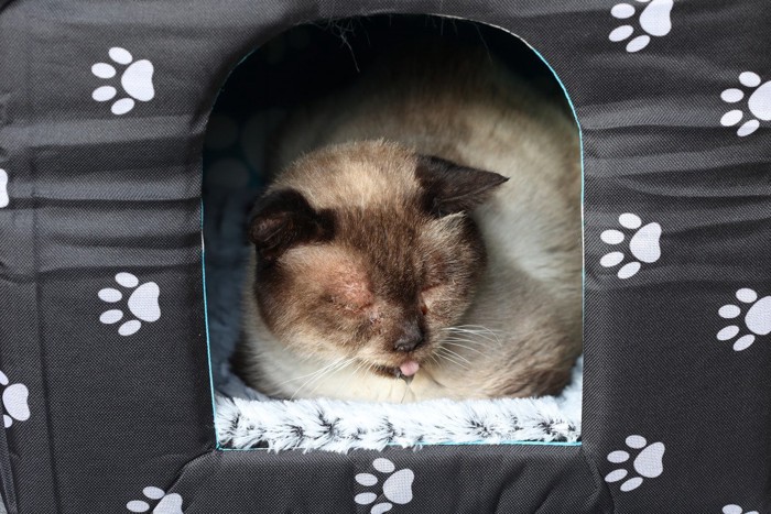 ヨダレを垂らす猫