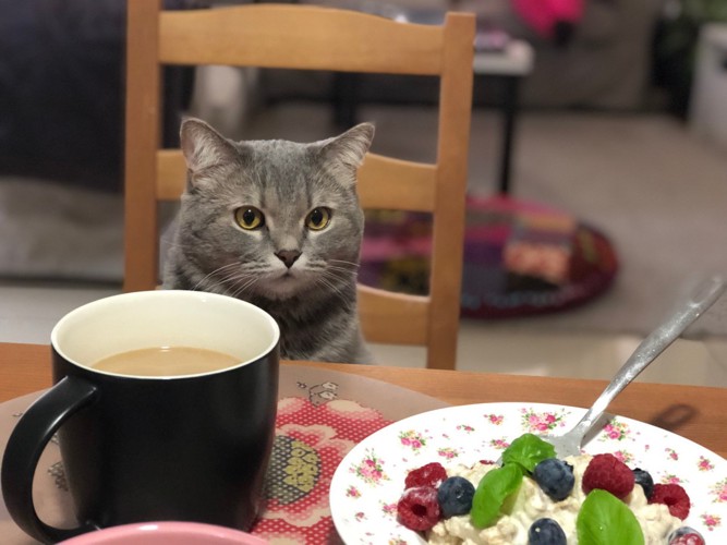 椅子に座ってテーブルを見る猫