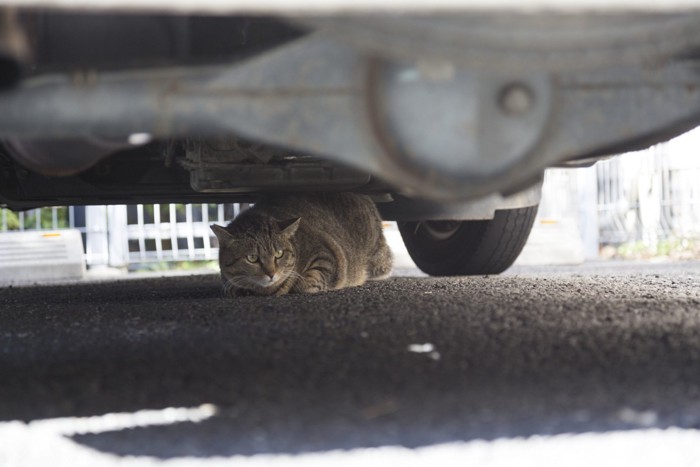 車の下に隠れる猫