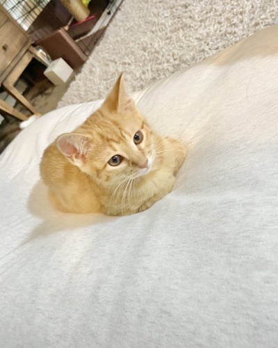 座り込む子猫