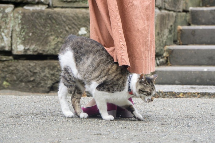 女性の足元で甘える野良猫