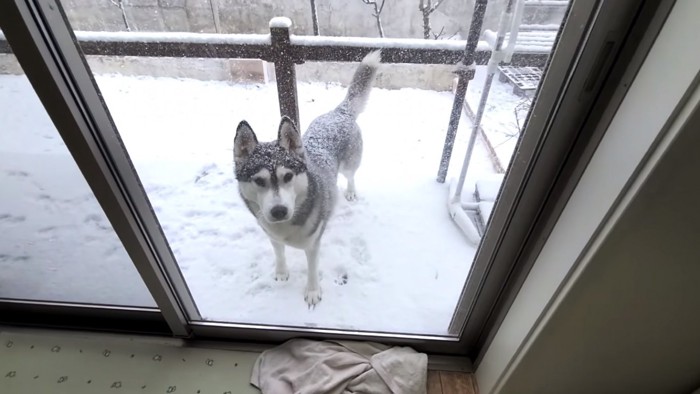 散歩待ちの犬