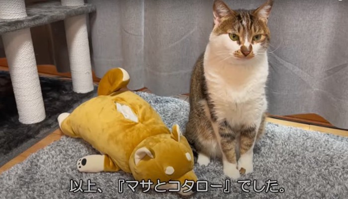 ティッシュケースと並んで座る猫