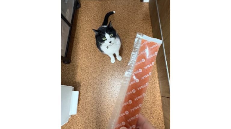 キッチンにいる猫