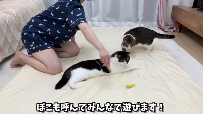 猫じゃらしを見る2匹の猫