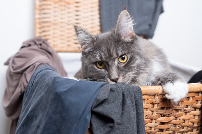 洗濯物に乗る猫