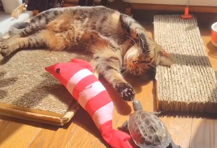 猫に近づいていく亀