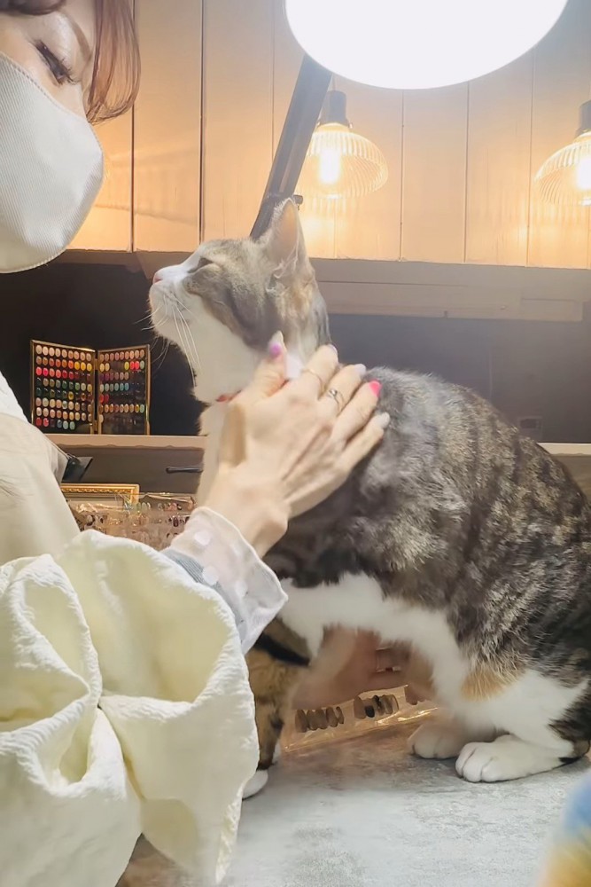 見つめ合う人と猫