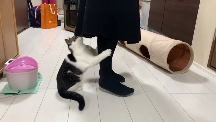 足にしがみつく猫