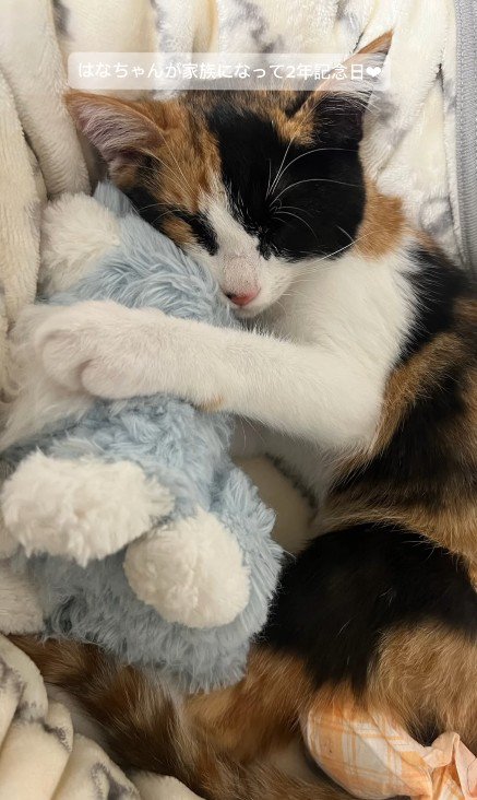 ぬいぐるみを抱いて寝る猫