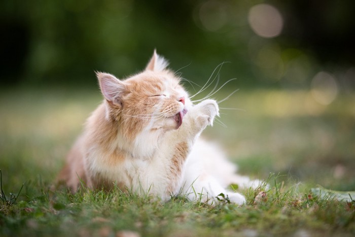 野外で毛づくろいする猫