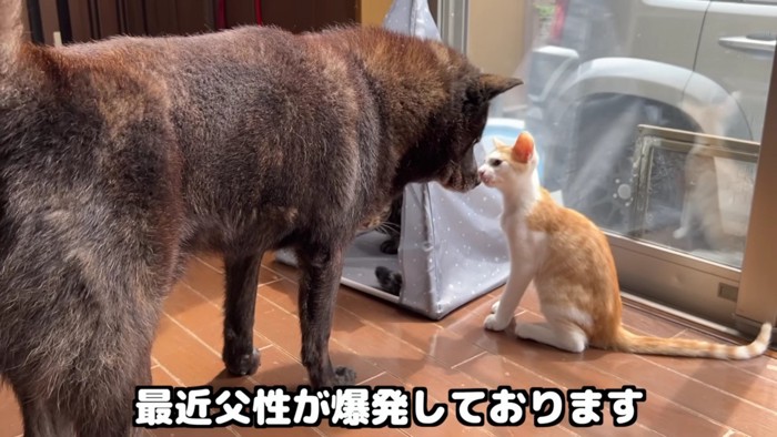 鼻を付ける犬と猫