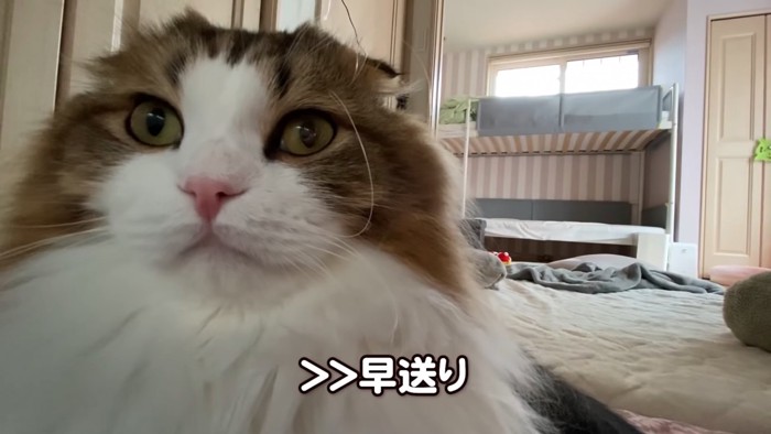 まっすぐ前をみる猫の顔