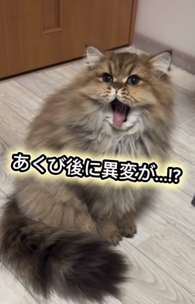 口を開けるぷんちゃん