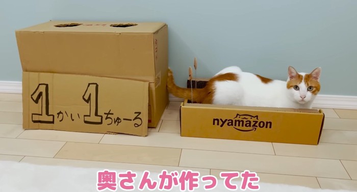 段ボールの中の猫