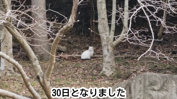 遠くにいる猫