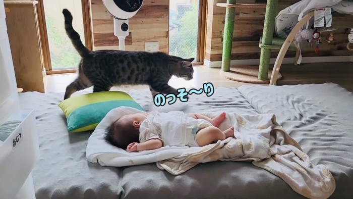 赤ちゃんのそばにくるキジトラ猫