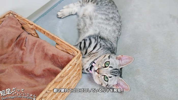 寝転がる子猫