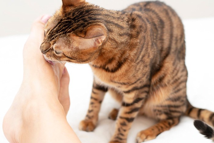 足を舐める猫