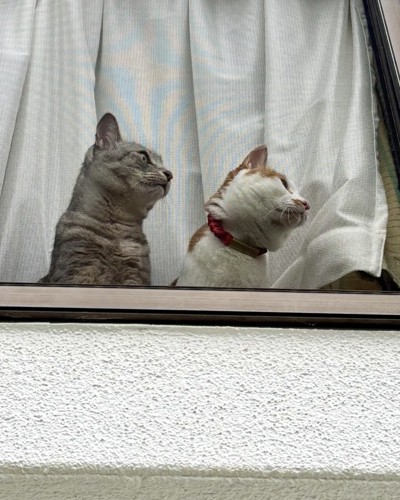 一緒に窓の右側を見つめる茶白猫とキジトラ猫