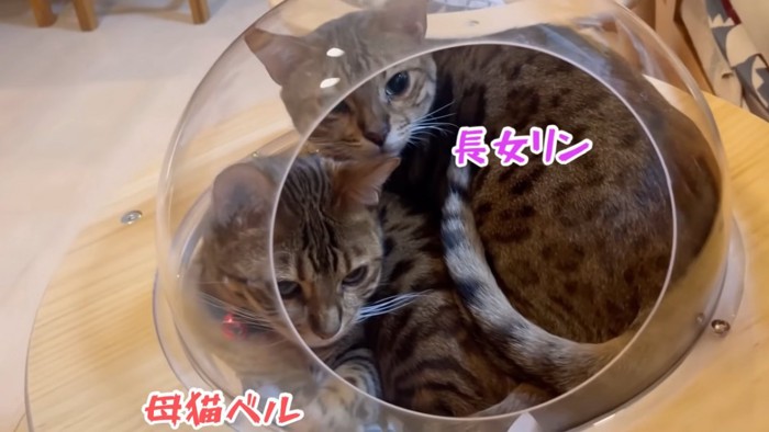 ハウスにいる2匹の猫