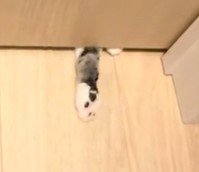 猫の小さな手