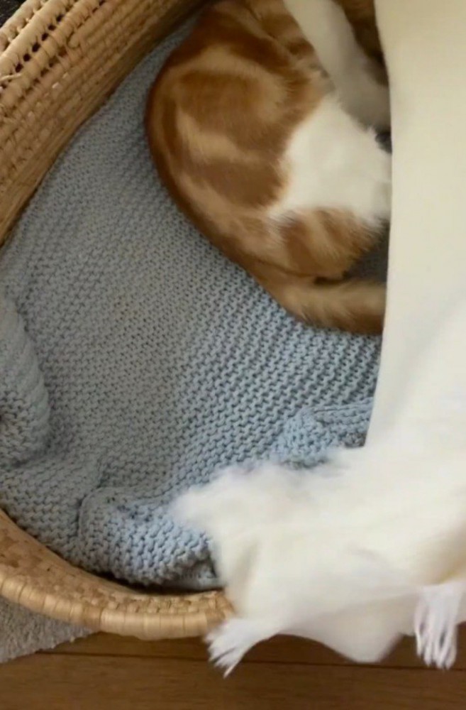 カゴにかかっているブランケットをめくる飼い主