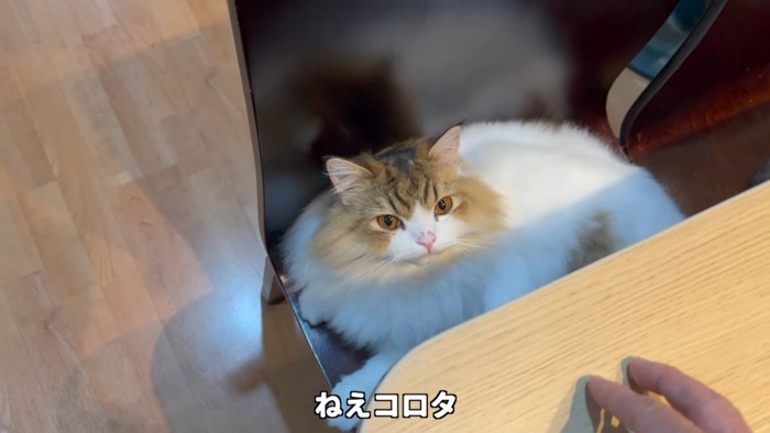 見上げる猫