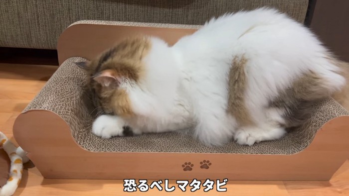 爪とぎで爪を研ぐ猫