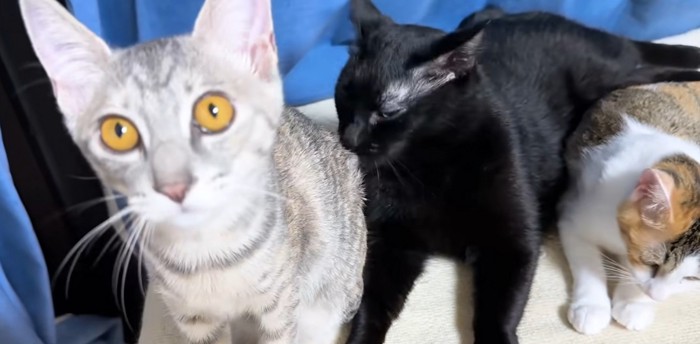 猫3匹（黄色の目の猫がアップ）