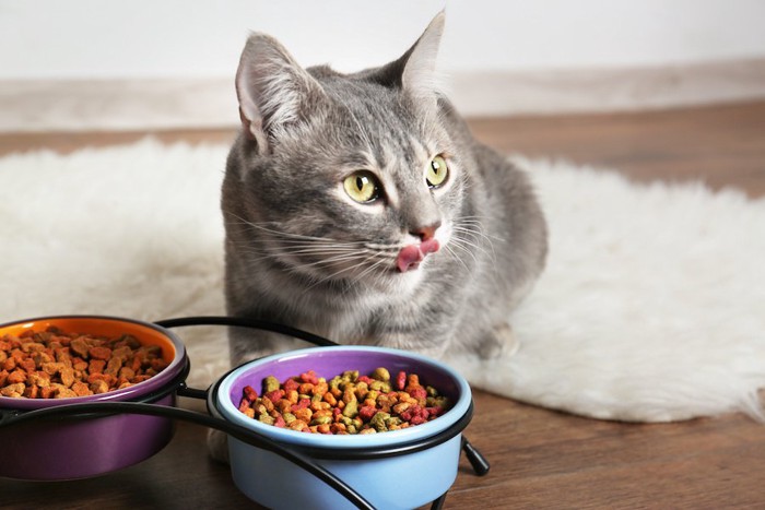 二種類のキャットフードを食べる猫