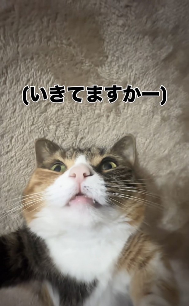 目を開けたまま寝るマンチカン