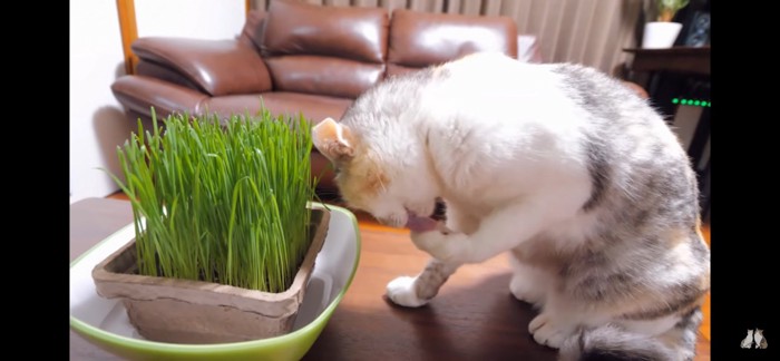 水を飲む